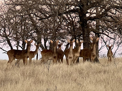 Omer Ranch - Deer herd in natural habitat